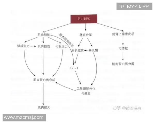 高强度有氧运动的概念解析及其对健康的多重益处探讨